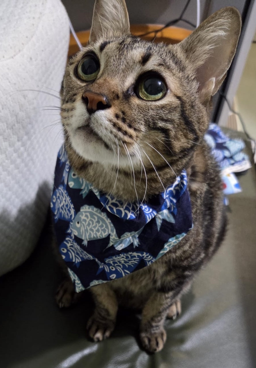 Deedee Cat Bandana