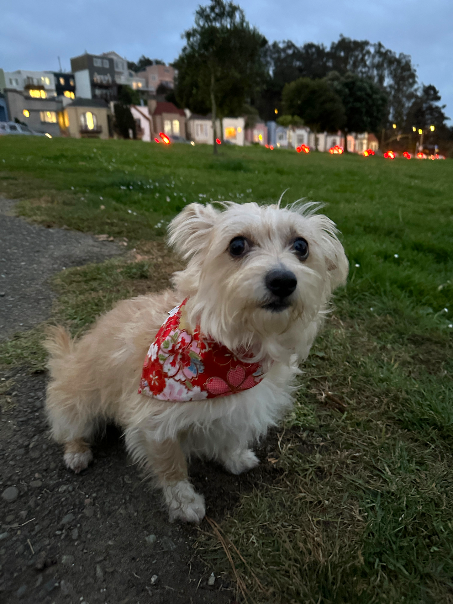 Capri Dog Bandana - Red