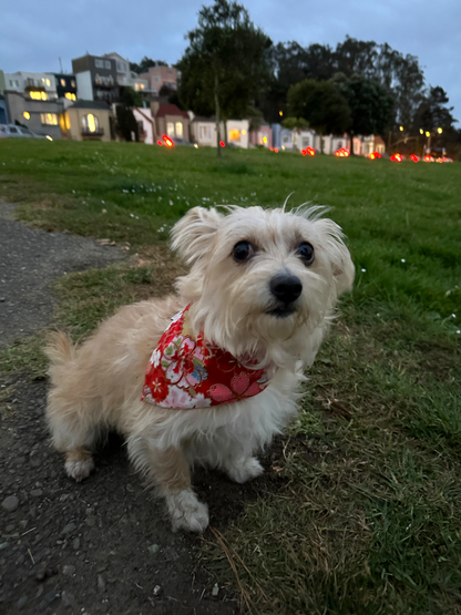 Capri Dog Bandana - Red