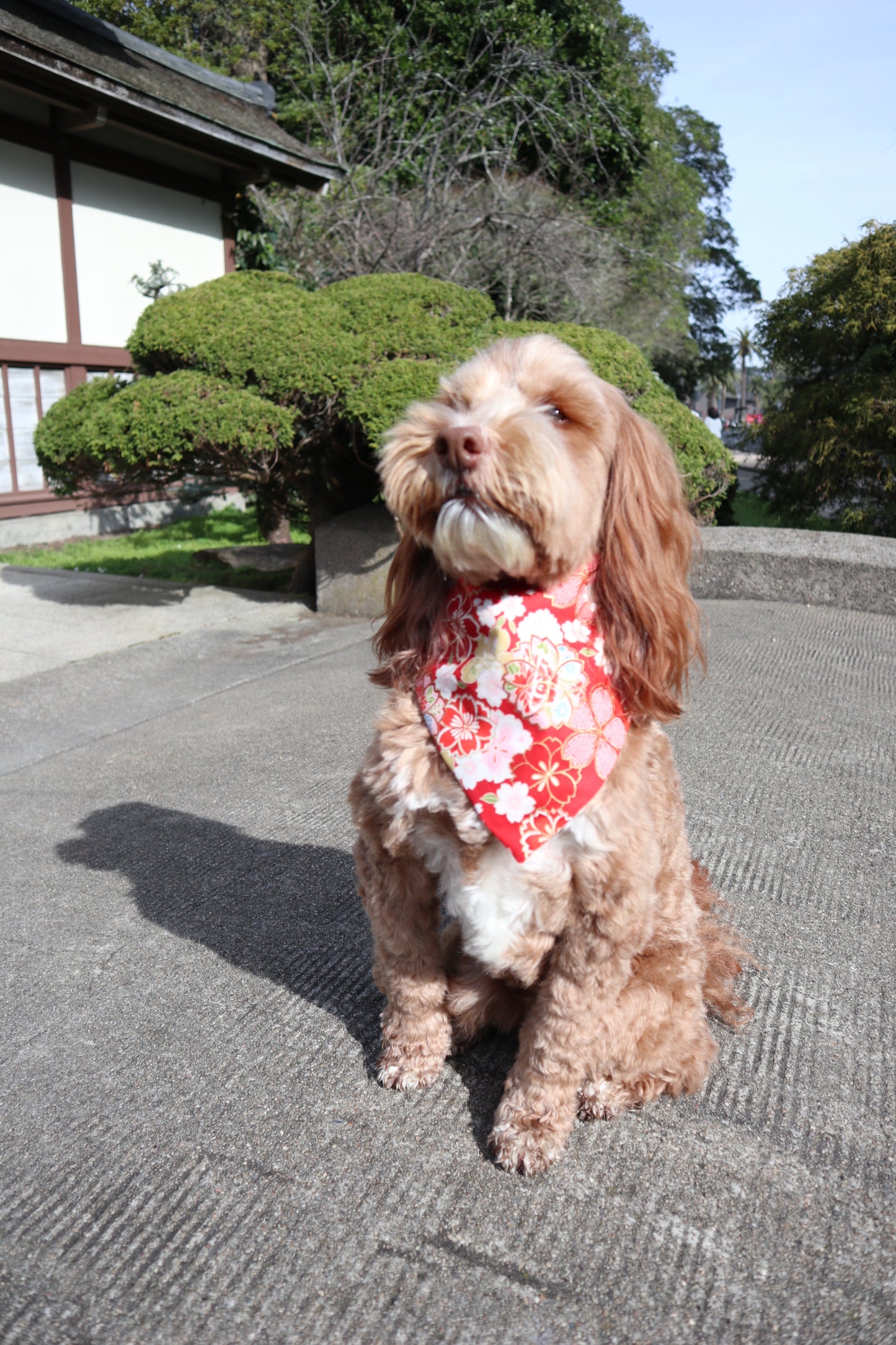 Capri Dog Bandana - Red